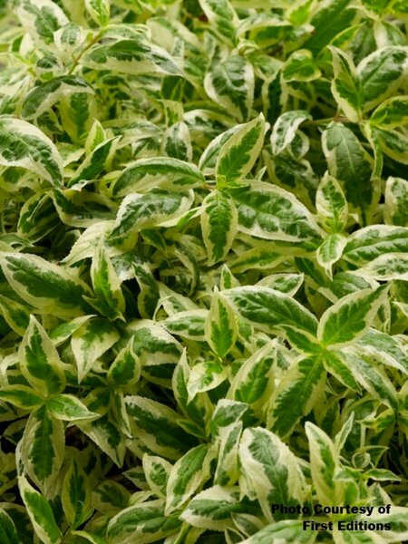 Diervilla - 'Cool Splash'® Bush Honeysuckle (FE) 1 1/2gal FE