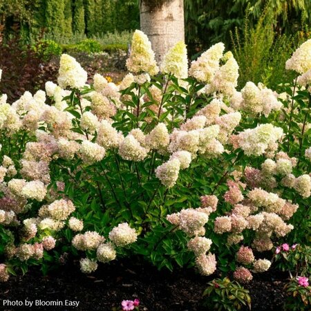 Hydrangea pan. - 'Dragon Baby'™ (BE)  1 1/2gal 8" BE - image 1
