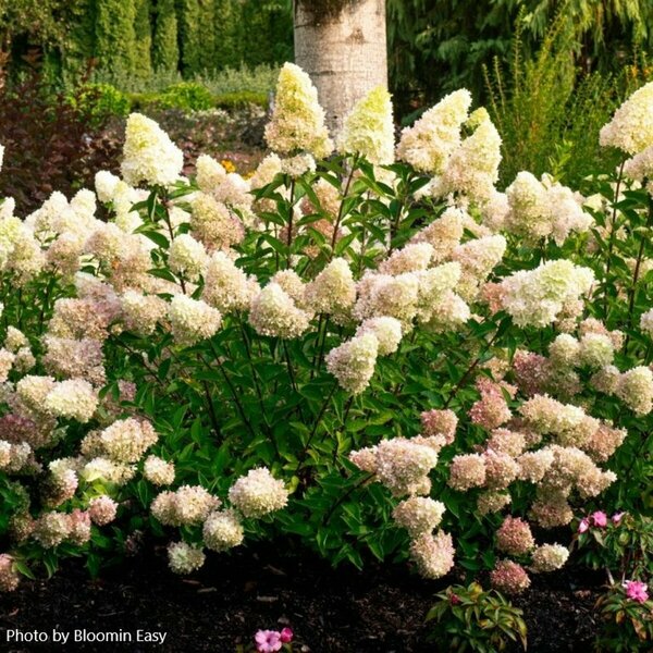 Hydrangea pan. - 'Dragon Baby'™ (BE)  1 1/2gal 8" BE