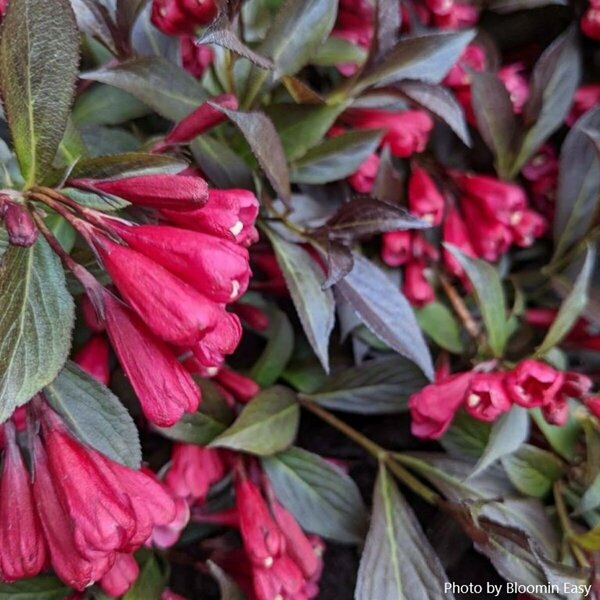 Weigela - 'Stunner'® (BE) 1 1/2gal 8" BE