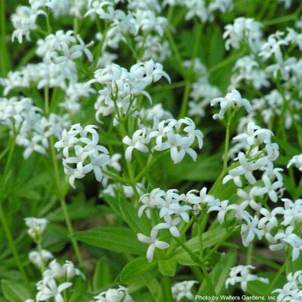 Galium odoratum - Sweet Woodruff 1 gal outdoor