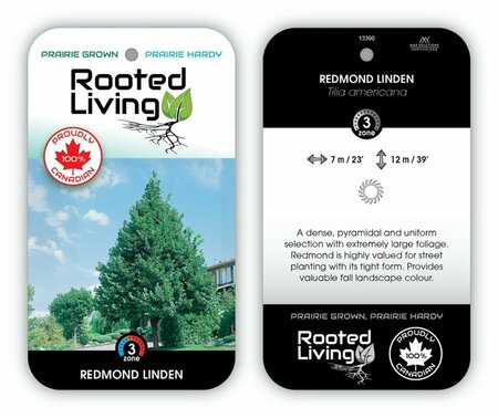 Tilia americana 'Redmond' Linden 5 gal