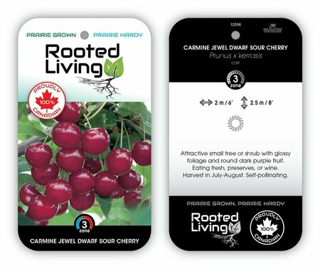 Prunus x ker. - 'Carmine Jewel' Dwarf Sour Cherry 2 gal - image 1