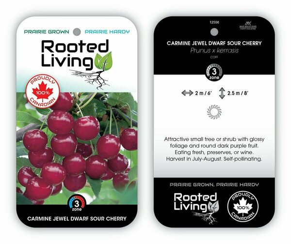 Prunus x ker. - 'Carmine Jewel' Dwarf Sour Cherry 2 gal
