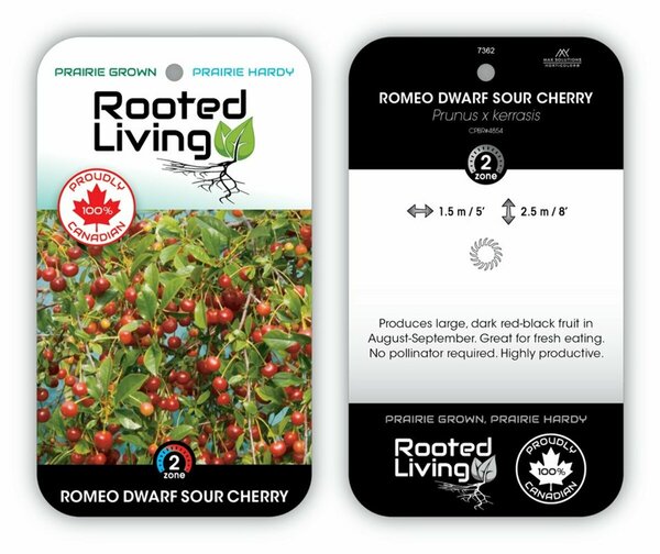 Prunus x ker. - 'Romeo' Dwarf Sour Cherry 2 gal - image 2