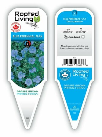 Linum - Blue Perennial Flax 1 gal outdoor