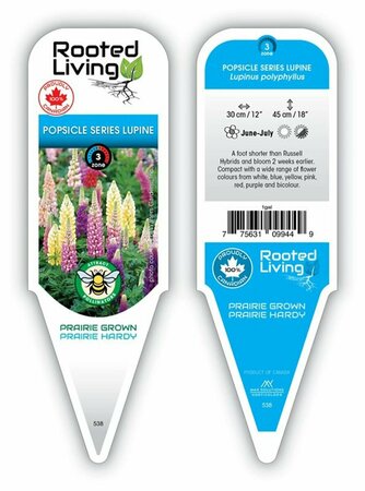 Lupinus - 'Popsicle Mix' Lupin / Bluebonnet [Mix] 1 gal outdoor