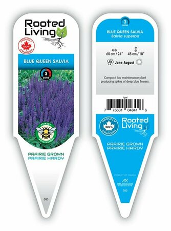 Salvia superba - 'Blue Queen' [Dwf Blue] 1 gal outdoor