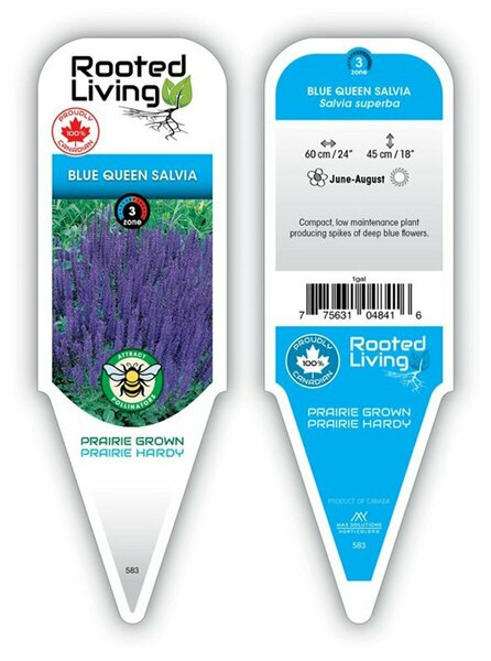 Salvia superba - 'Blue Queen' [Dwf Blue] 1 gal outdoor