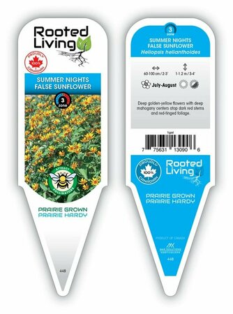 Heliopsis - 'Summer Nights' False Sunflower 1 gal outdoor