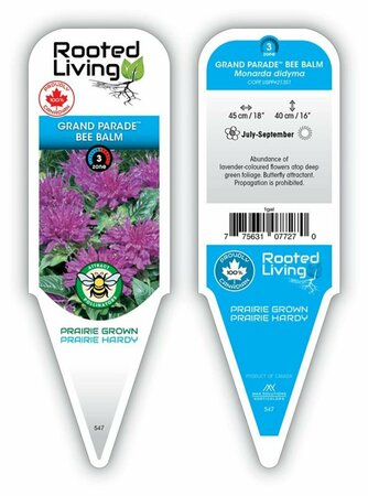 Monarda - 'Grand Parade' Bee Balm [Lavender] 1 gal outdoor