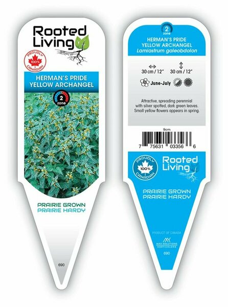 Lamiastrum - 'Herman's Pride' Yellow Archangel 1 gal outdoor