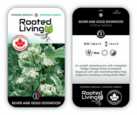 Cornus sericea - 'Silver & Gold' Dogwood 1 gal