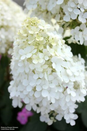 Hydrangea pan. - 'Bobo'® (PW) 2 gal PW - image 1