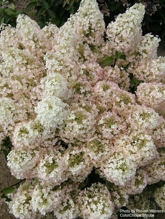 Hydrangea pan. - 'Bobo'® (PW) 2 gal PW - image 2