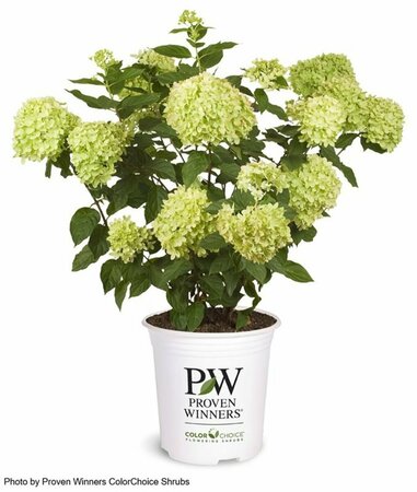 Hydrangea pan. - 'Little Lime'® (PW) 2 gal PW