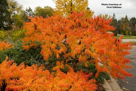 Rhus typhina - 'Tiger Eyes'® Sumac (FE) 2 gal FE - image 1