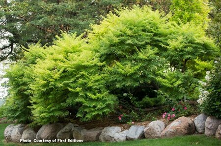 Rhus typhina - 'Tiger Eyes'® Sumac (FE) 2 gal FE - image 2
