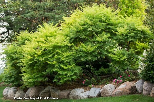 Rhus typhina - 'Tiger Eyes'® Sumac (FE) 2 gal FE - image 2