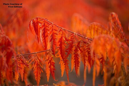 Rhus typhina - 'Tiger Eyes'® Sumac (FE) 2 gal FE - image 3