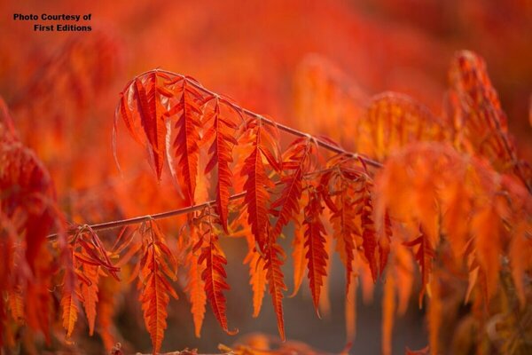 Rhus typhina - 'Tiger Eyes'® Sumac (FE) 2 gal FE - image 3