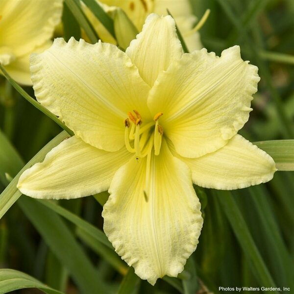 Hemerocallis - 'Big Happy Time' Daylily [Canary] 2 gal outdoor