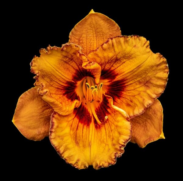 Hemerocallis - 'Blaze of Glory' Daylily [Orange/ Ppl] 2 gal outdoor