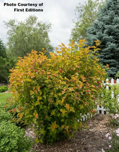 Physocarpus - 'Amber Jubilee'® Ninebark (FE) 1 1/2gal FE