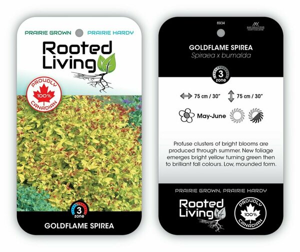 Spiraea jap. - 'Goldflame' 1 gal