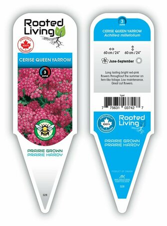 Achillea millefolium - 'Cerise Queen' Yarrow [Pk] 1 gal outdoor