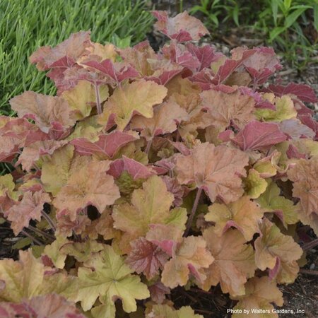 Heuchera - 'Caramel' Coral Bells 1 gal outdoor