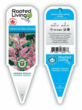 Astilbe chinensis - 'Vision in Pink' 1 gal outdoor