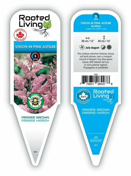 Astilbe chinensis - 'Vision in Pink' 1 gal outdoor