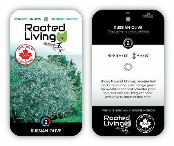 Elaeagnus angustifolia - Russian Olive 5 gal