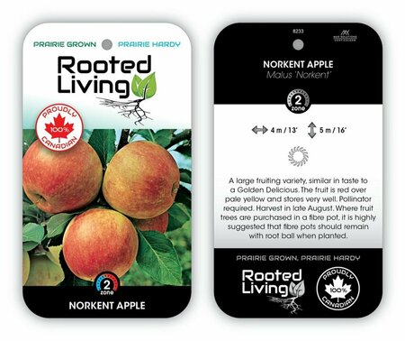 Malus - 'Norkent' Apple 10 gal