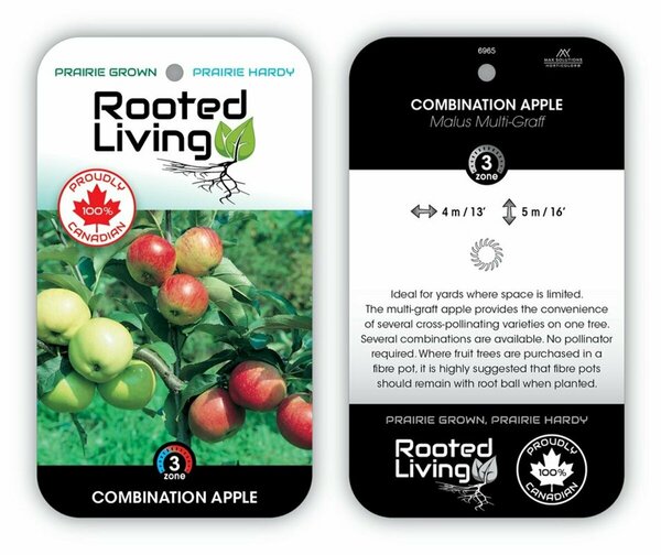 Malus - 'Combination' / Multi-Graft Apple 10 gal