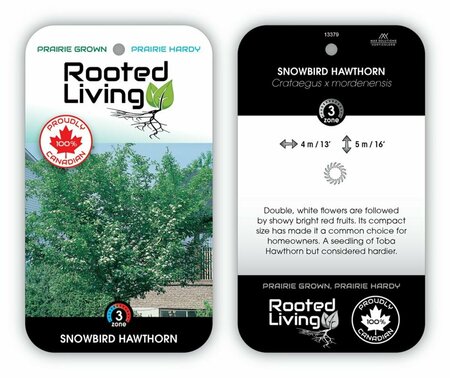 Crataegus x mord. - 'Snowbird' Hawthorn 20 gal