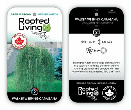 Caragana arb. - 'Walker' 10 gal std - image 1