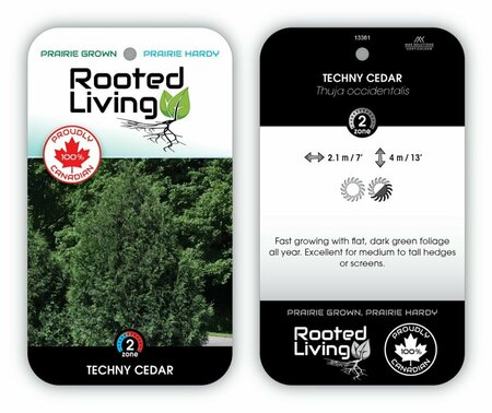 Thuja occ. - 'Techny' Cedar 5 gal