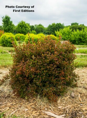 Physocarpus - 'Spicy Devil'® Ninebark (FE) 5 gal - image 2