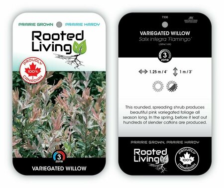 Salix integra - 'Flamingo' Willow 5 gal