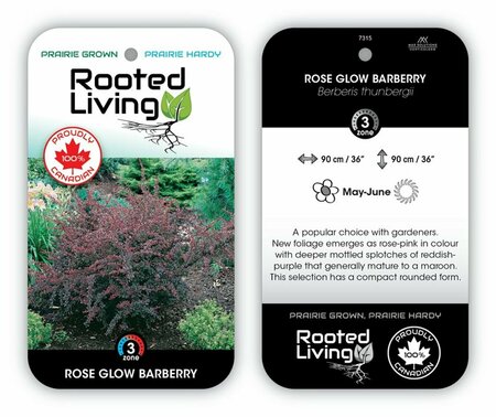 Berberis - 'Rose Glow' Barberry 5 gal