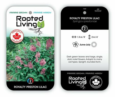 Syringa x pres. - 'Royalty' Lilac 5 gal