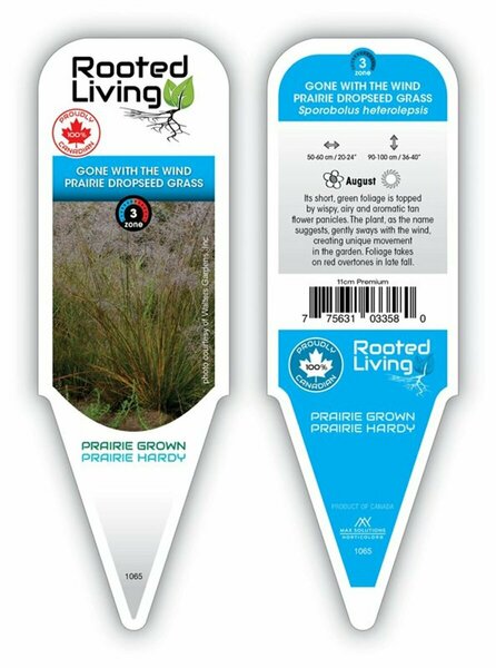 Sporobolus het. - 'Gone with the Wind' Prairie Dropseed Grass 1 gal