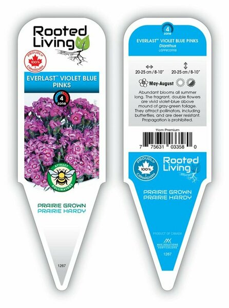 Dianthus - Everlast 'Violet Blue' 11 cm Prem (4.5")