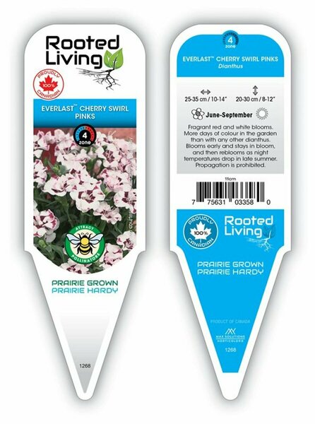 Dianthus - Everlast 'Cherry Swirl' 11 cm Prem (4.5")