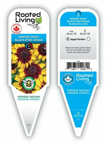 Rudbeckia hirta - 'Denver Daisy' Gloriosa Daisy 11 cm Prem (4.5")