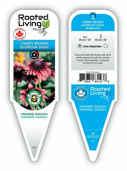 Rudbeckia hirta - 'Cherry Brandy' Gloriosa Daisy 11 cm Prem (4.5")