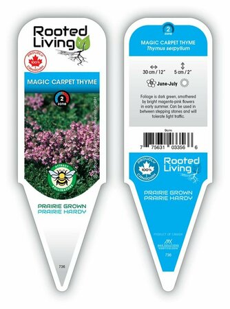 Thymus serphyllum - 'Magic Carpet' Thyme 9 cm (3.5")