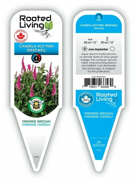 Veronica- Candela™ Hot Pink Speedwell 11 cm Prem (4.5")